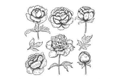 Peonies hand drawn. Floral garden sketch of flowers bud and leaves vec