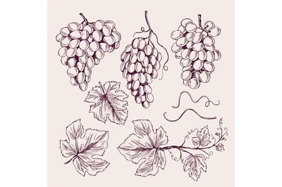 Grape hand drawn. Vine leaves and branch tendrils vintage vineyard vec