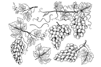 Grape sketch. Floral pictures wine grapes with leaves and tendrils vin