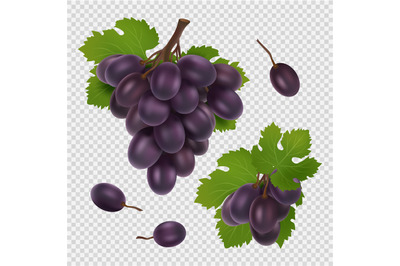 Black grape vector illustration. Bunch of grapes, leaves and berries r