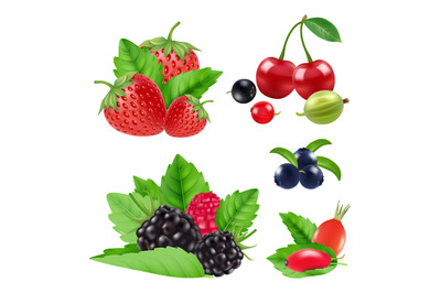 Realistic garden and wild berries. Blackberry, raspberry, blueberry, c