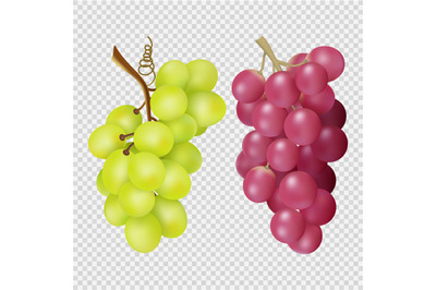 Realistic grapes isolated on transparent background. Vector bunches of