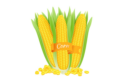 Realistic corncobs. Vector corn grains and cobs with leaves isolated o