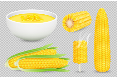 Vector corn collection. Realistic corn cobs isolated on transparent ba