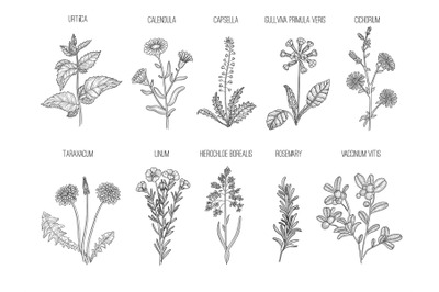 Medical herbs. Herbal floral collection healthy flowers leaves vector