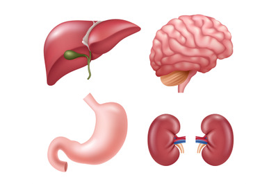 Human organs. Heart kidneys liver eyes brain stomach educational medic