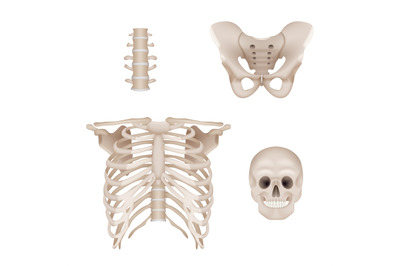 Human skeleton. Skull and bones anatomy for doctors medical realistic