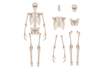 Human skeleton. Body parts skull bones hands foot spine anatomy detail