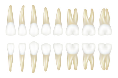 Type tooth. Stomatology medical dentist realistic white tooth vector i