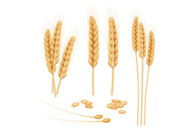 Wheat realistic. Agriculture healthy organic food golden grain vector