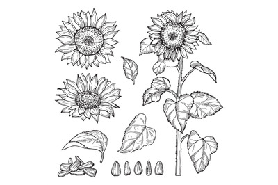 Sunflower sketch. Vector seeds&2C; blooming flowers collection