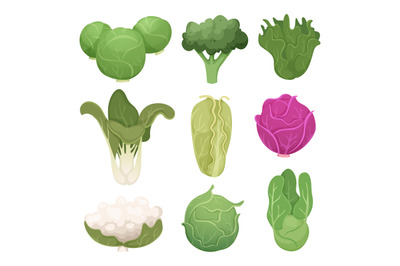 Cabbage pictures. Farm vegetarian ingredients eco diets green food vec