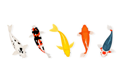 Koi carp fishes vector illustration. Japanese koi fish isolated on whi