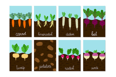 Roots vegetables garden growing vector of cards