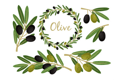 Olives branches and olive crown. Greek olives branch and wreath set, v