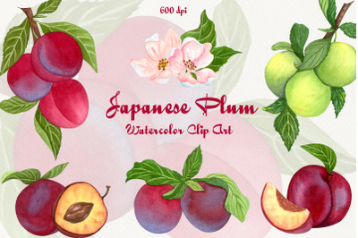 Plum Watercolor Clipart. Japanese Plum tree