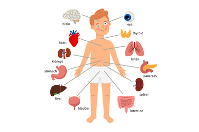 Boy body internal organs