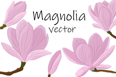 Magnolia vector. Magnolia flower. Magnolia SVG. Flowers SVG