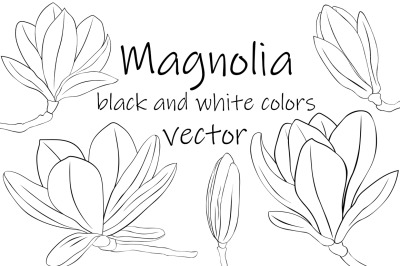 Magnolia vector. Magnolia graphics. Magnolia flower SVG