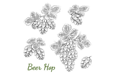 Beer hops sketch