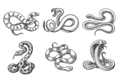Snakes sketch set