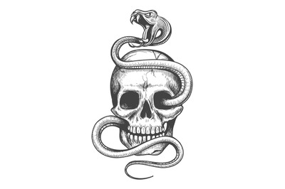 Skull and snake drawing