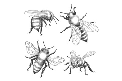 Bee engravings set