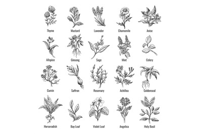 Vintage botanical herbs sketch