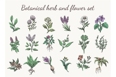 Vintage color herbs and flowers
