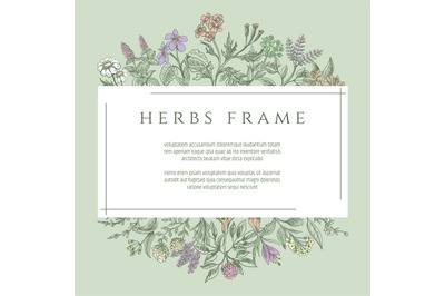 Drawing botanical herbs text frame