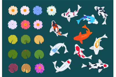 Koi fish and lotus. Japanese carp, flowers and leaves of water lilies.