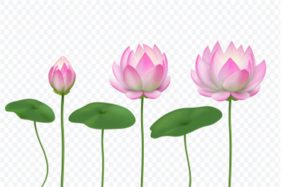 Realistic lotus. Pink water flower. Blooming pink lotus with leaves. V