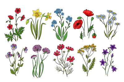 Wild flowers. Meadow plants monkshood thistle poppy. Wildflower vector