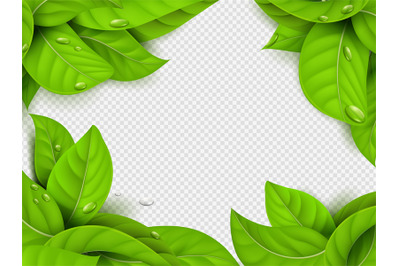 Realistic vector green leaves with drops frame template with transpare