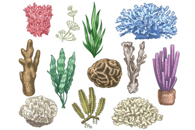 Hand drawn seaweeds and corals. Sea reef and aquarium underwater plant