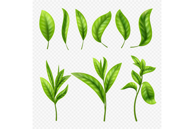 Vector realistic tea leaves on transparent background