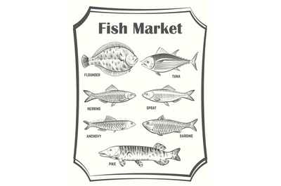 Hand sketched different fish vector poster template. Fish Market banne