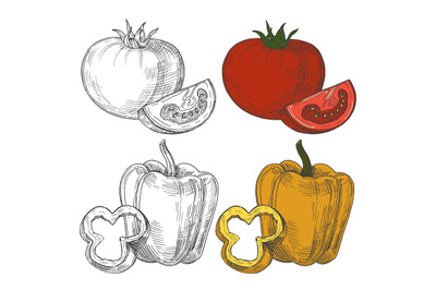 Black and white and color sketch tomatoes and sweet pepper isolated on