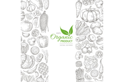 Organic sketch fresh vegetables vector retro background with hand draw