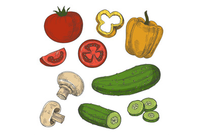 Sketched tomatoes, cucumbers, mushrooms and sweet pepper vector isolat