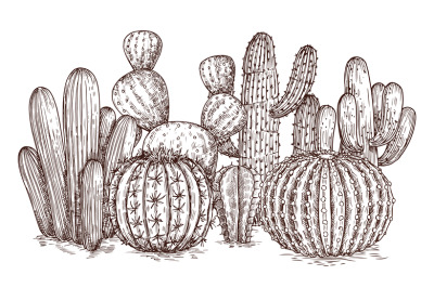 Hand drawn cactus. Western desert cacti mexican plants in sketch style