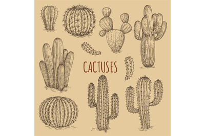 Hand drawn cactuses vintage vector of collection