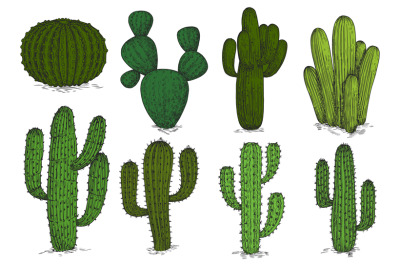 Hand drawn engraving cactus vector set isolated on white background