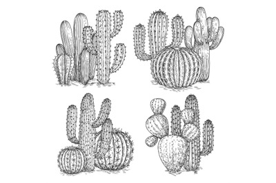 Hand sketched cactus vector illustration. Desert flowers compositions