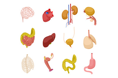 Isometric human organs. Brain heart kidney bladder intestine liver lun