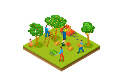 Fruit garden, harvesting, gardening isometric vector concept