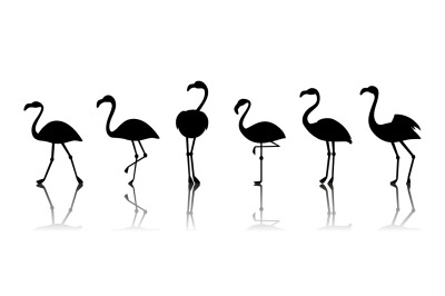 Black vector flamingo silhouettes isolated on white background