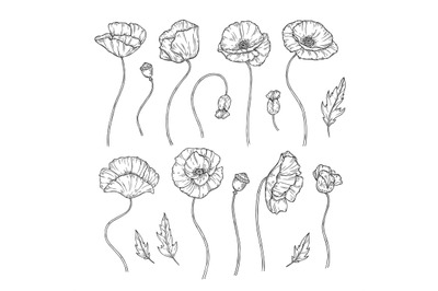 Poppy. Sketch poppies ornament decor wall artwork decorative plant pop