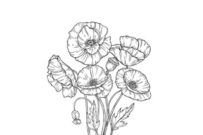 Poppy bouquet. Line art poppies flower sketch drawing wall artwork dec