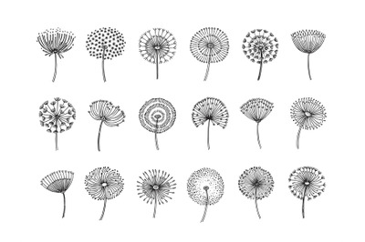 Dandelion set. Doodle hand drawn dandelions monstera delicate plant se